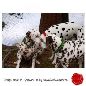 Hundehalsband-Leder-Lederhalsband-2