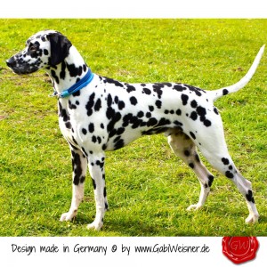 Hundehalsband-Leder-Lederhalsband-21