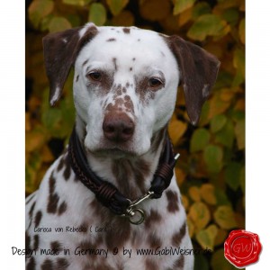 Hundehalsband-Leder-Mix-5-reihig-Olive-11