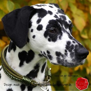 Hundehalsband-Leder-Mix-5-reihig-Olive-4
