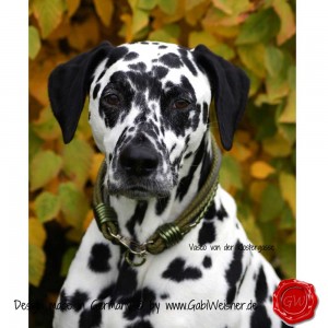 Hundehalsband-Leder-Mix-5-reihig-Olive-5