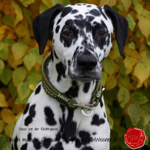 Hundehalsband-Leder-Mix-5-reihig-Olive-6