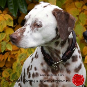 Hundehalsband-Leder-Mix-5-reihig-Olive-8