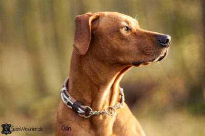 Hundehalsband-Leder-Mix-Beige-Braun-bis-45-cm-HU-Odin-2