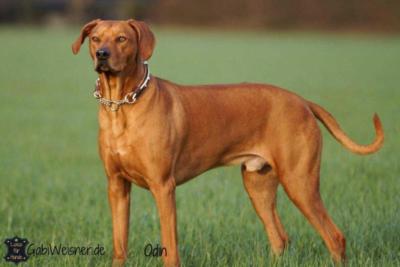 Hundehalsband-Leder-Mix-Beige-Braun-bis-45-cm-HU-Odin-3