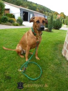 Hundehalsband-Leder-Mix-Luxus-in-Grün-Braun-
