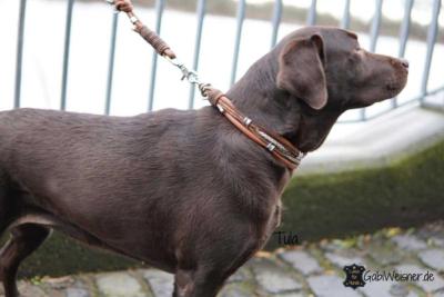 Hundehalsband-Leder-Mix-in-Braun-Perlmutt-Tula-1