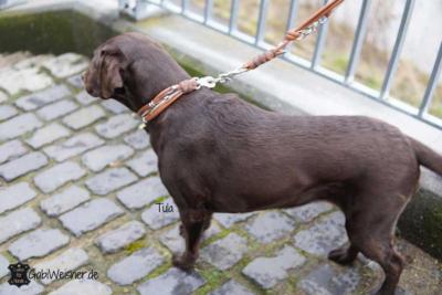 Hundehalsband-Leder-Mix-in-Braun-Perlmutt-Tula-3