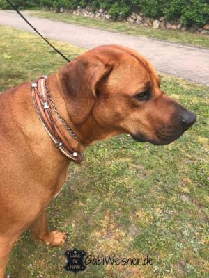 Hundehalsband-Leder-Rhodesian-Ridgeback-