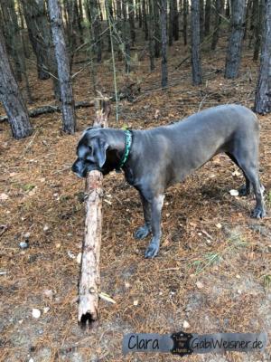 Hundehalsband-Leder-Schwarz-Grün-Clara-Dogge