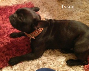 Hundehalsband-Leder-Westernstern-türkise-braun-natur-brummelhaken-Tyson-6
