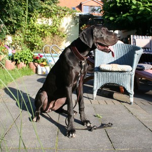 Hundehalsband-Leder-dogge