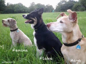 Hundehalsband-Leder-gabiweisner-Fania-Flake-Maya
