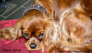 Hundehalsband-Leder-geflochten-Pheli