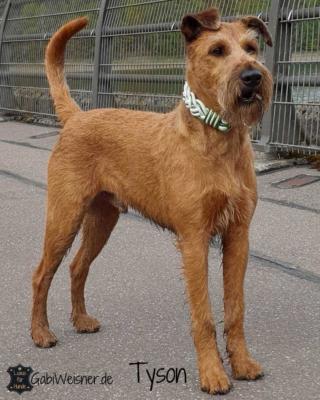 Hundehalsband-Leder-in-Weiß-mit-Grün-metallic-breit-geflochten-Tyson 1 (1)