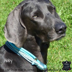 Hundehalsband-Leder-mix-Abby      