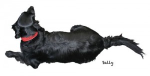 Hundehalsband-Leder-sally-500