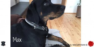 Hundehalsband-Lederhalsband-5-Reihen-Grau-verstellbar-Max         