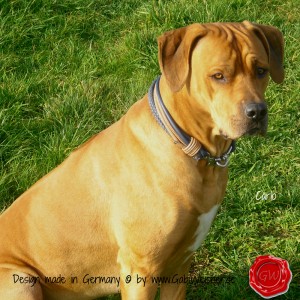 Hundehalsband-Lederhalsband-Carlo-4