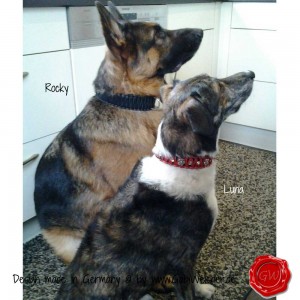 Hundehalsband-Lederhalsband-Rocky-und-Luna