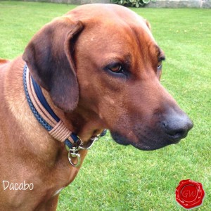 Hundehalsband-Lederhalsband-dacabo-2