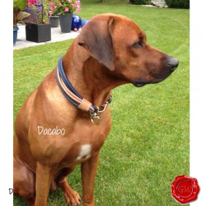 Hundehalsband-Lederhalsband-dacabo