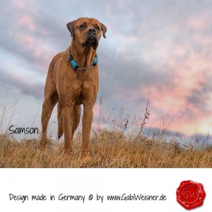 Hundehalsband-Lederhalsband-samson