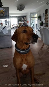 Hundehalsband-Ledermix-5-cm-breit-6         