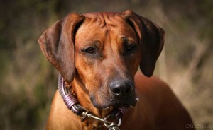 Hundehalsband-Ledermix-Braun-1