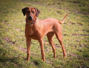 Hundehalsband-Ledermix-Braun-10