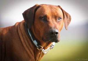 Hundehalsband-Ledermix-Braun-11