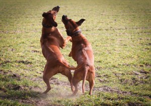 Hundehalsband-Ledermix-Braun-12
