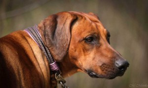 Hundehalsband-Ledermix-Braun-2