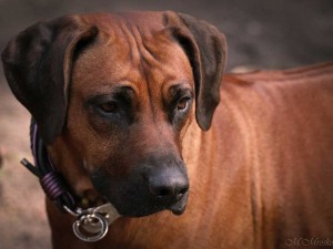 Hundehalsband-Ledermix-Braun-3