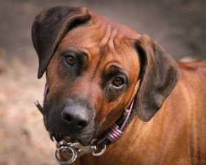 Hundehalsband-Ledermix-Braun-4