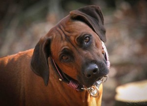 Hundehalsband-Ledermix-Braun-5