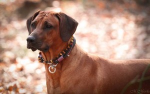 Hundehalsband-Ledermix-Braun-6