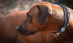 Hundehalsband-Ledermix-Braun-7