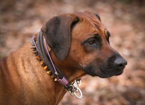 Hundehalsband-Ledermix-Braun-8