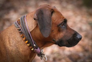 Hundehalsband-Ledermix-Braun-9