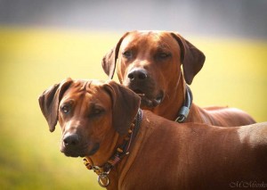 Hundehalsband-Ledermix-Braun-Lila---13
