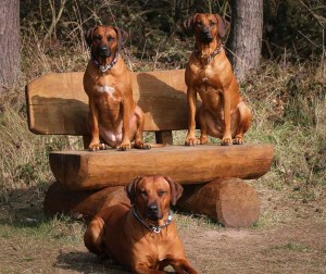 Hundehalsband-Ledermix-Braun-Lila---14