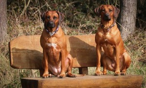Hundehalsband-Ledermix-Braun-Lila---15