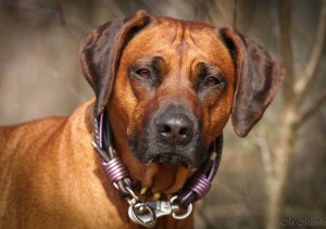 Hundehalsband-Ledermix-Braun-Lila---16