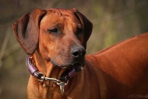 Hundehalsband-Ledermix-Braun-Lila---17