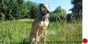Hundehalsband-Ledermix-GabiWeisner--Rose-2         
