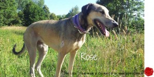 Hundehalsband-Ledermix-GabiWeisner--Rose-3         