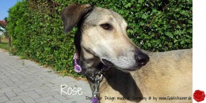 Hundehalsband-Ledermix-GabiWeisner--Rose-5          