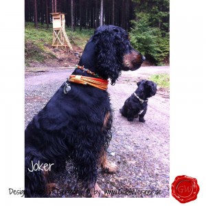 Hundehalsband-Ledermix-Joker    