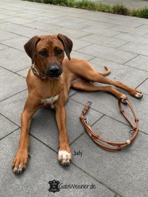 Hundehalsband-Leine-Leder-SKULL-Ohr-Tunnel-Judy
